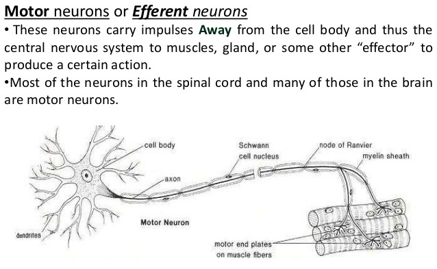 A motor neuron within the spinal cord that has a long axon attached to it's soma